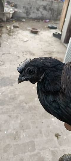ayaam cemani female for sale