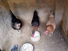 Hens Hens
