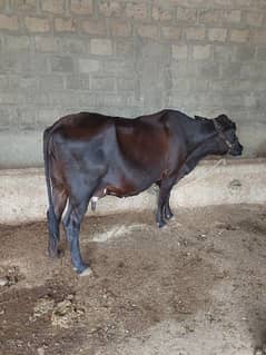 gabban cow