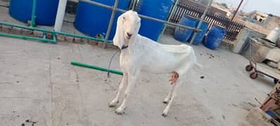 Female Goat for Sale