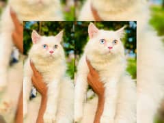 Persian Punch face triple coat cat Kitten