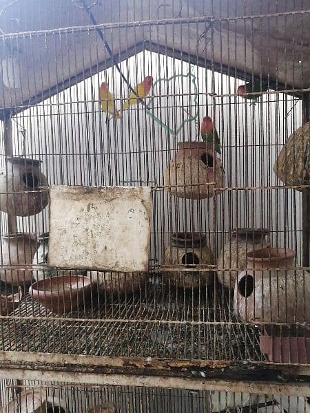 All parrots for sale 1