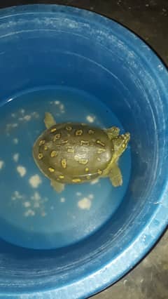Turtle for sale
