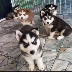 Husky puppies available