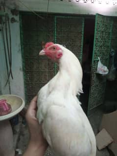 Aseel heera cross chicks