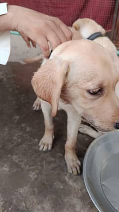 Labrador pair for sale