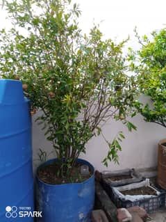 2 full grown plant of Badana ANAAR