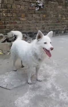 Pink Nose Russain female urgent for sale