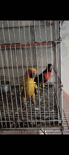 lorry and suncornure parrot for sale