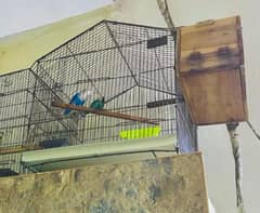 cage forsale 03037276262