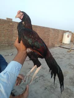 pure mianwali long Tail breed