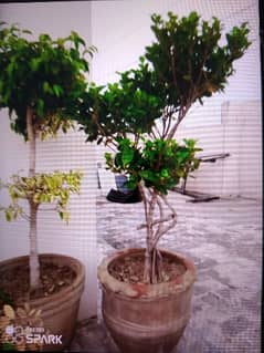 FICUS BONSAI with 24 inch pot