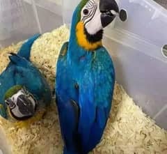Blue macaw parrot Chicks for sale WhatsApp contact 03270410950