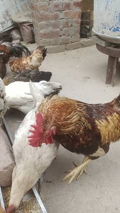 golden misri 6 hens 2 cocks