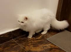 persian female kitten on urgent sale