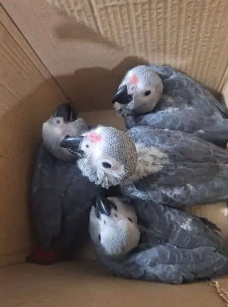 African grey parrot Chicks for sale WhatsApp contact 03270410950 2