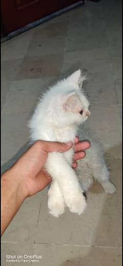 persion kitten female
