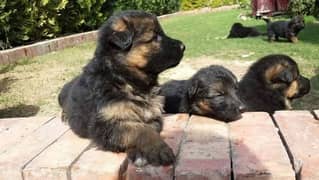 German shepherds puppies