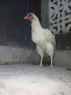 paper white aseel egg laying female.