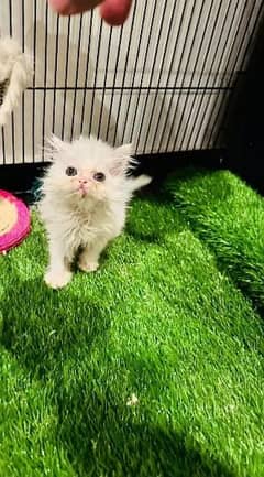 bhot khalti he Persian kitten for sale 0