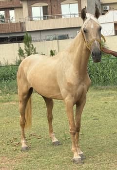 Beautiful Mare For Sale
