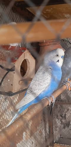 Australian budgies breeder for sale