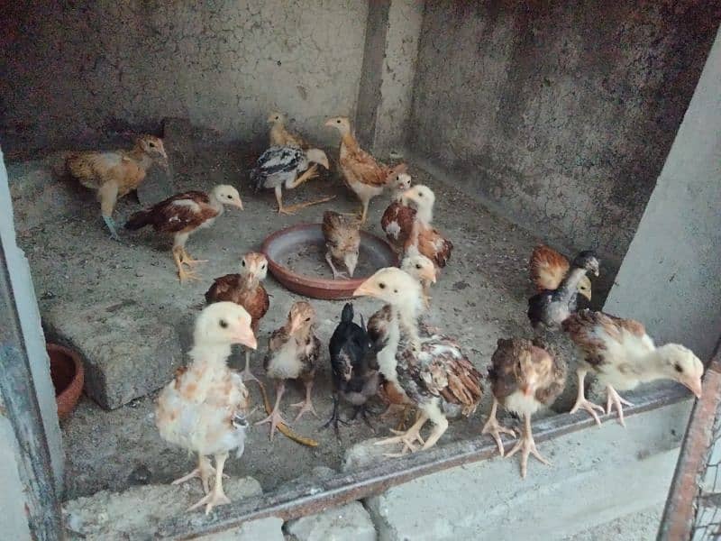 Home Breed desi chicks for sale 2