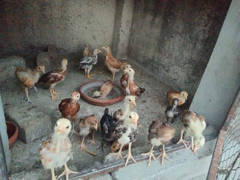 Home Breed desi chicks for sale 3