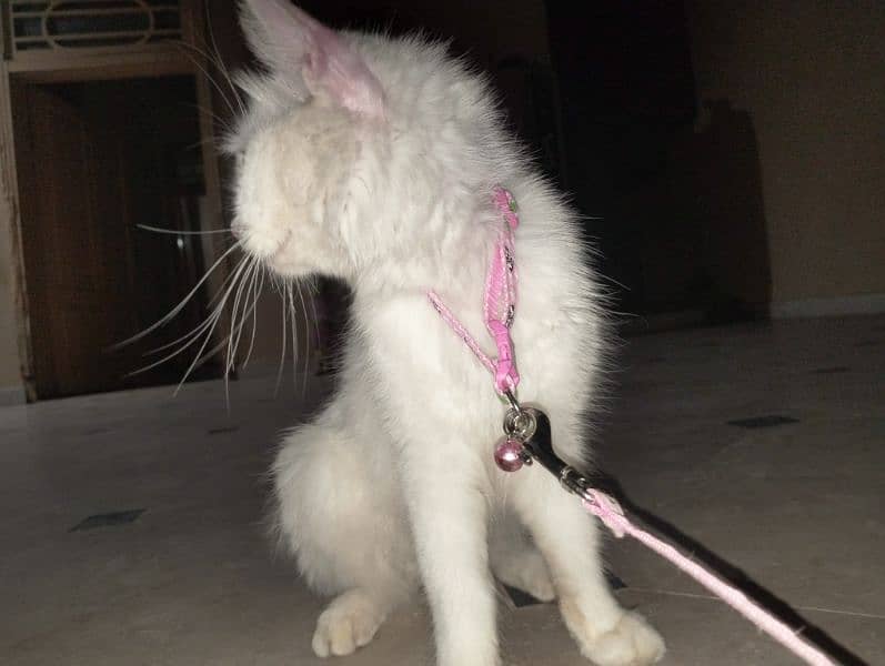 8 months persion cat female doll face 1