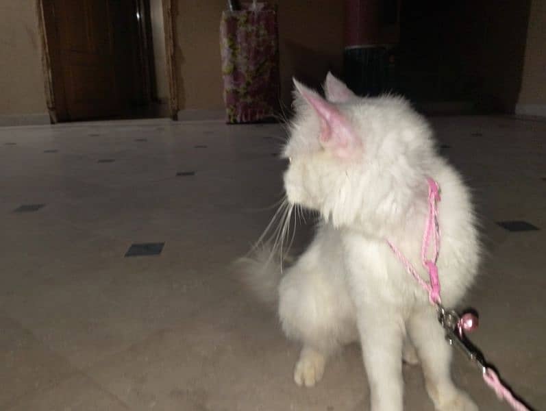 8 months persion cat female doll face 2
