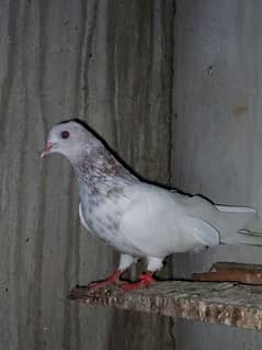 laal siray bazi pigeons