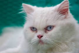 persian breeder female cat/kitten