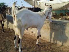 Breeder Bakra Available for sale. .