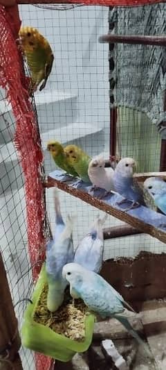 Australian sparrows/parrots for sale