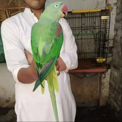 full tamed Raw male parrot