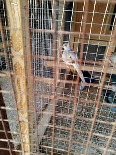 Doves and Finches with cages are available for sale on urgent basis