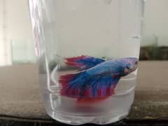 Betta Halfmoons