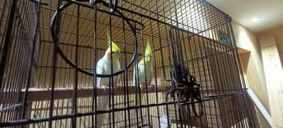 cocktaiel pair and budgie pair