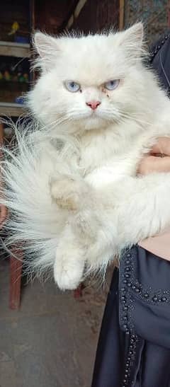 Persian cat with double coated