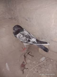 high Flyer pigeon Mohar wala kabotar