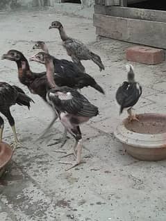thai& Vietnam chick's for sale in lahore Grey 4500