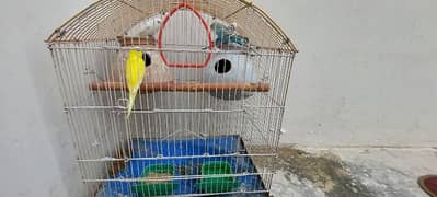 2 pair parrot 3000 fainal