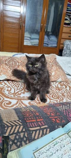 triple-coat Persian breed mixed black cat for sale