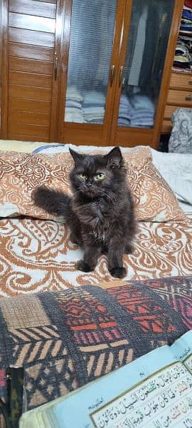 triple-coat Persian breed mixed black cat for sale 0