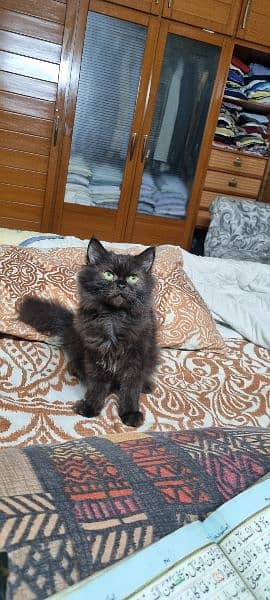 triple-coat Persian breed mixed black cat for sale 4