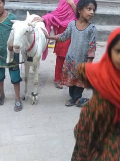 Gulabi bakri