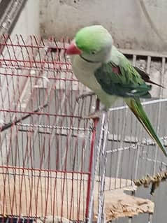 home parrot for sale