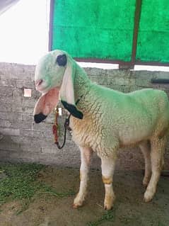Kajli sheep | Bhaed