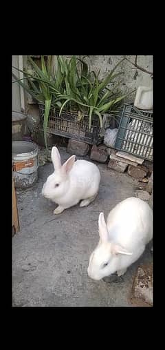 New Zealand white rabbirs pair