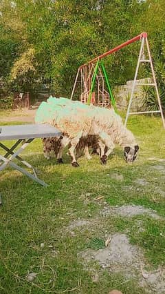 breeder sheeps
